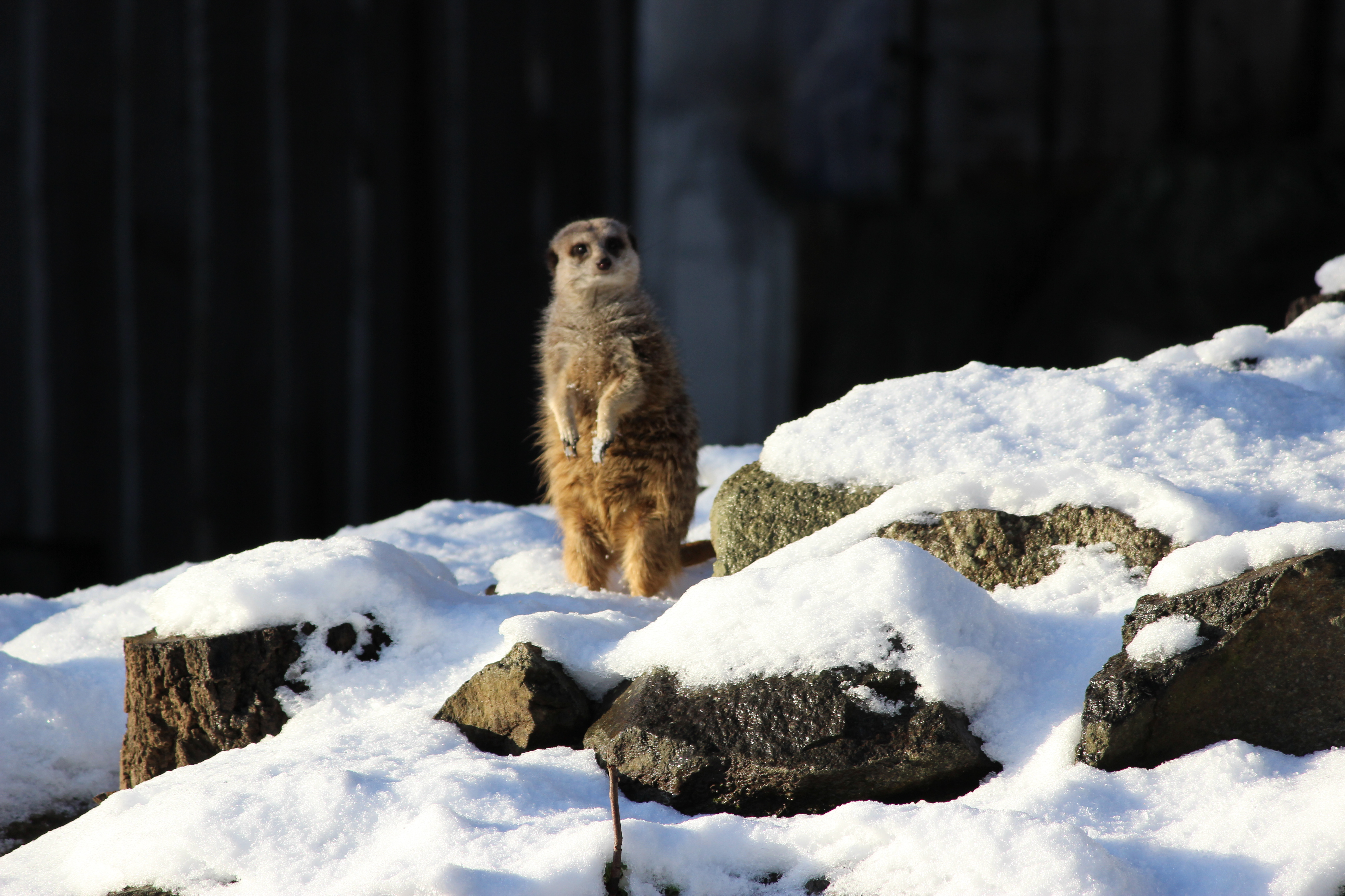 Meerkat in the snow at Edinburgh Zoo IMAGE: Hollie Watson 2021